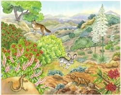 Biome Charts - Chaparral Biome