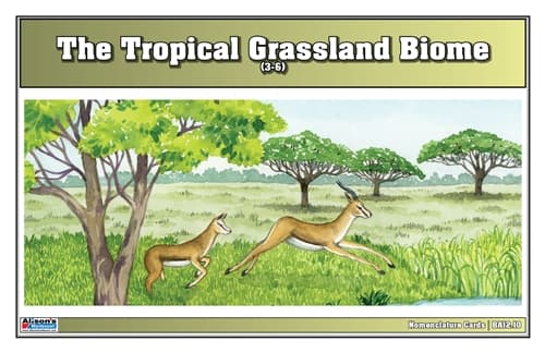 Tropical Grassland Nomenclature Cards