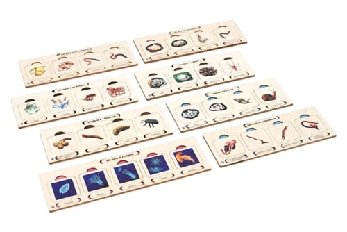 Life Cycle of Invertebrates Study - Set