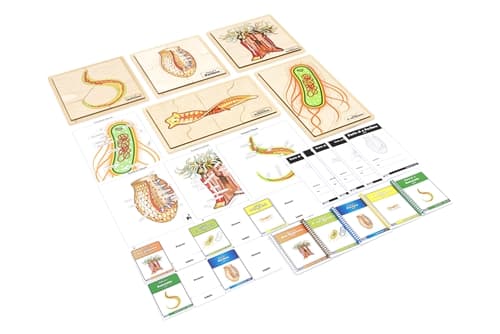 The Study of Phyla - Set