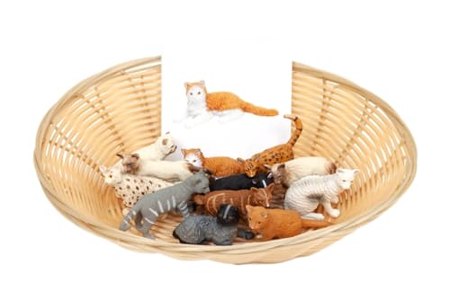 Object to Picture Matching: Domestic Cats