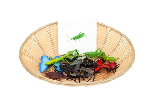 Object to Picture Matching: Insects