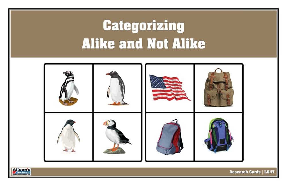 Categorizing: Alike and Not Alike