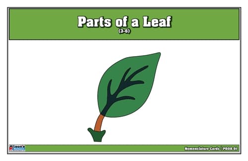 Parts of a Leaf – Nomenclature Cards (3–6)