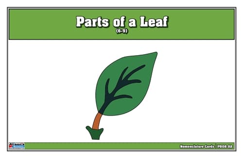 Parts of a Leaf – Nomenclature Cards (6–9)