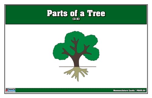 Parts of a Tree – Nomenclature Cards (3–6)