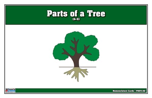 Parts of a Tree – Nomenclature Cards (6–9)