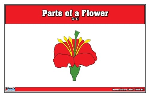 Parts of a Flower – Nomenclature Cards (3–6)