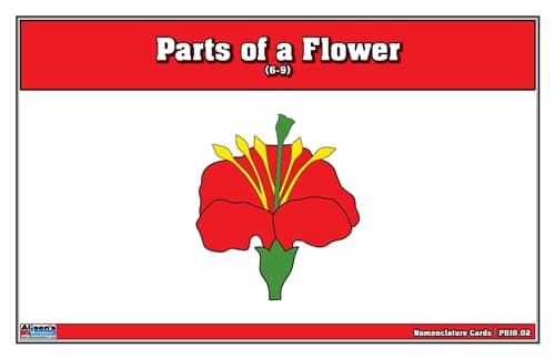 Parts of a Flower – Nomenclature Cards (6–9)