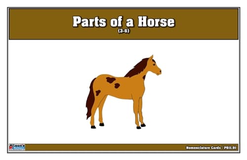Parts of a Horse – Nomenclature Cards (3–6)