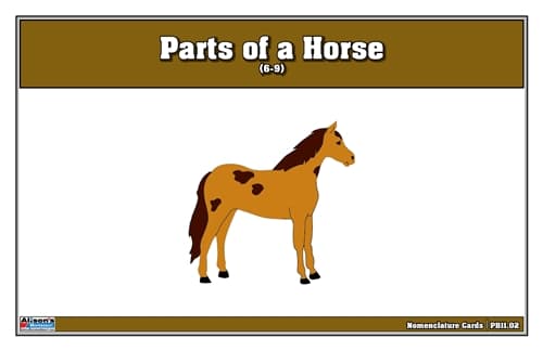 Parts of a Horse – Nomenclature Cards (6–9)