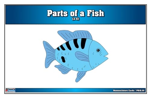 Parts of a Fish – Nomenclature Cards (3–6)