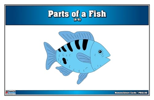 Parts of a Fish – Nomenclature Cards (6–9)