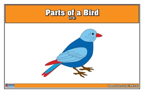 Parts of a Bird – Nomenclature Cards (3–6)