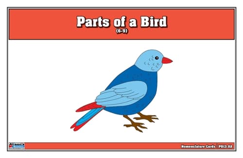 Bird Puzzle – Nomenclature Cards (6–9)
