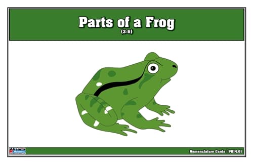 Parts of a Frog – Nomenclature Cards (3–6)