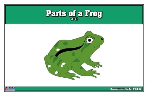 Frog Puzzle Nomenclature Cards (Ages 6–9)