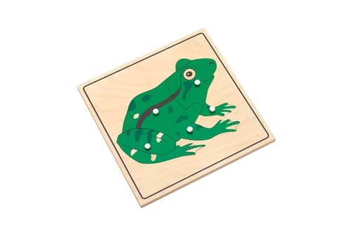 Frog Parts Puzzle and Nomenclature Cards 3-6 (PQ)