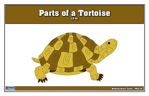 Tortoise Puzzle Nomenclature Cards (Ages 3–6)