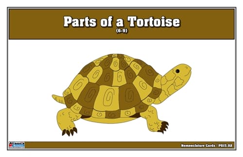 Tortoise Puzzle Nomenclature Cards (Ages 6–9)