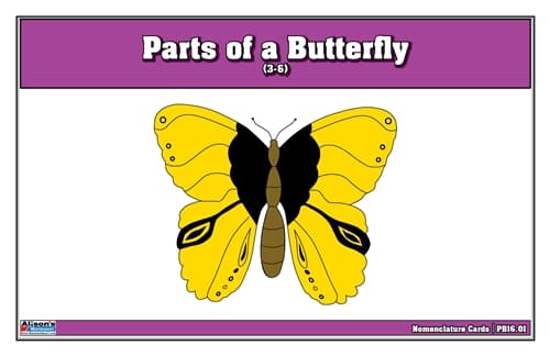 Butterfly Puzzle Nomenclature Cards (Ages 3–6)