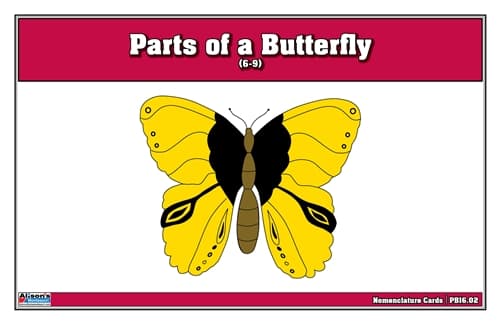 Butterfly Puzzle Nomenclature Cards (Ages 6–9)