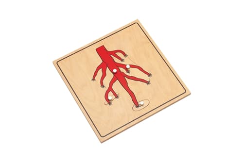 Parts of a Root Puzzle (Premium Quality)