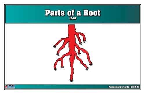 Parts of a Root – Nomenclature Cards (3–6)