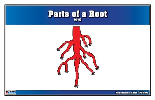 Parts of a Root – Nomenclature Cards (6–9)