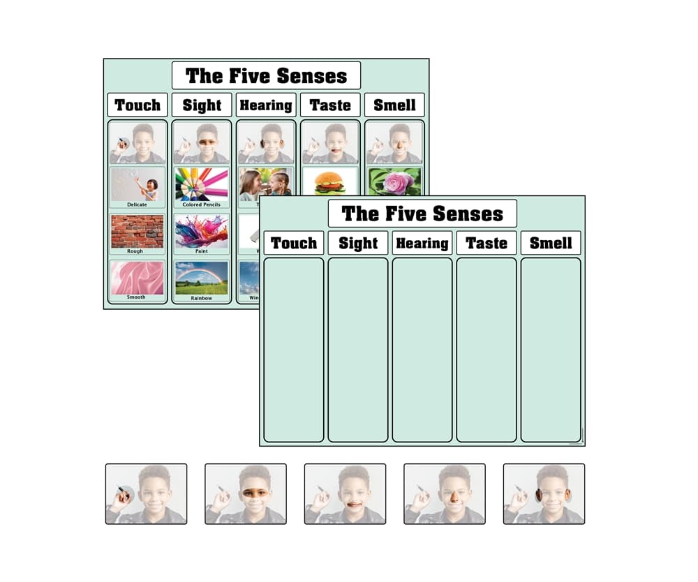 The Five Senses Charts with Cards