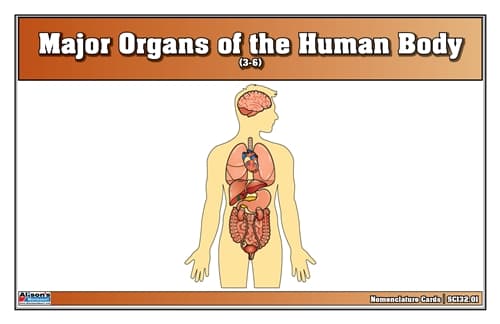 Major Organs of the Human Body Nomenclature Cards