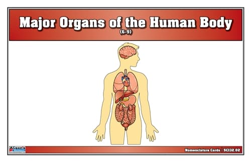 Human Body Organs – Nomenclature Cards (6–9)