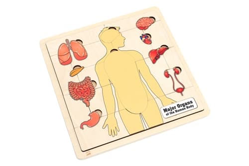 Human Major Organs Puzzle and Cards (3-6)
