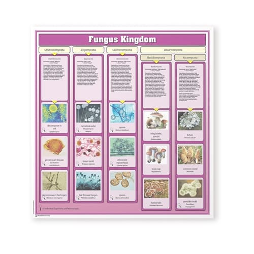 Fungus Kingdom Chart w/Cards