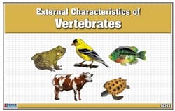 External Parts of Vertebrates Cards
