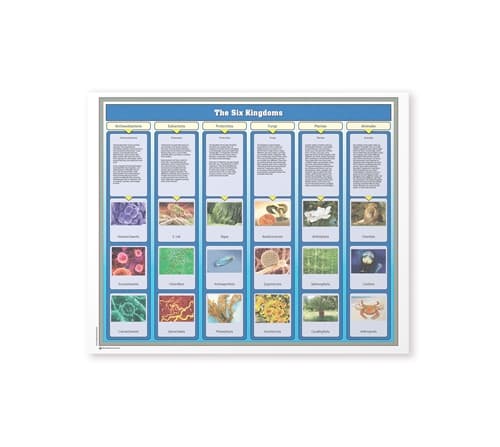 The Six Kingdoms Chart w/Cards