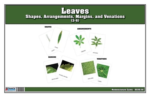 Types of Leaves Nomenclature Cards (3-6)