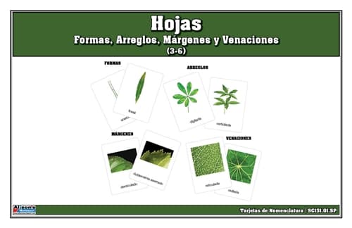 Hojas: Formas, Márgenes y Más (3-6)