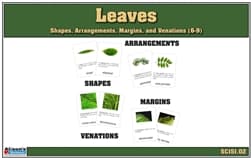 Leaves: Shapes & Venations Cards (6–9)