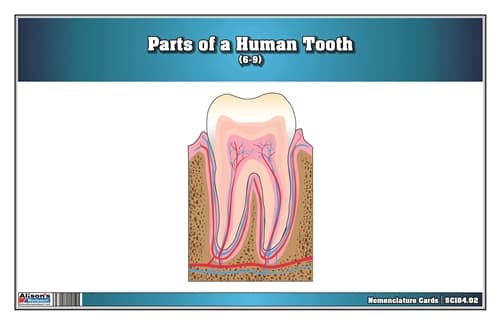 Parts of a Human Tooth 6-9