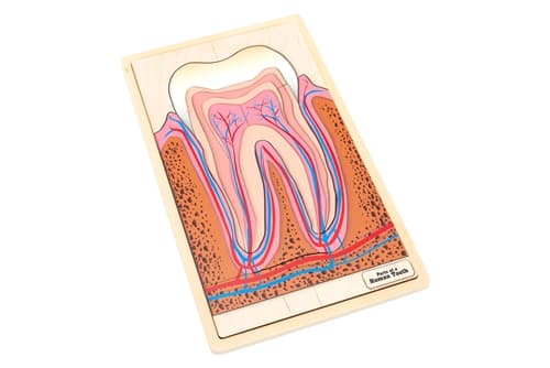 Parts of a Human Tooth Puzzle