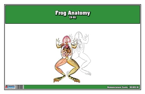 Frog Anatomy (3-6) Laminate & Cut