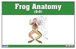 Frog Anatom Laminate & cut