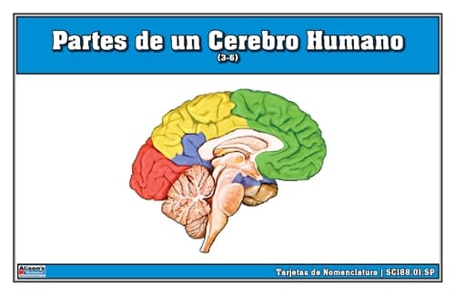 Partes de un Cerebro Humano (3-6)