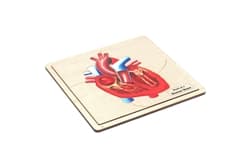 Parts of a Human Heart (Complete Set)