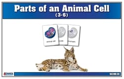 Animal Cell Nomenclature (3–6)