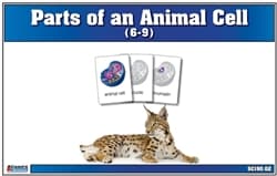 Animal Cell Diagram Cards (6–9)