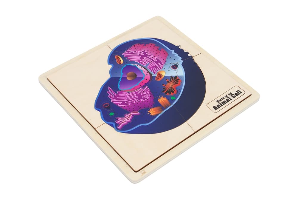 Parts of an Animal Cell Puzzle