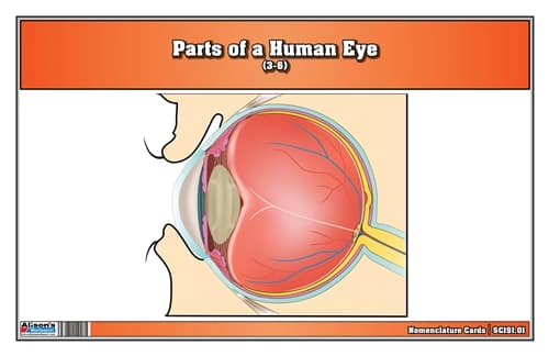 Parts of a Human Eye 3-6