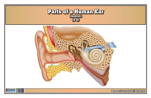 Ear Nomenclature Cards (3–6)